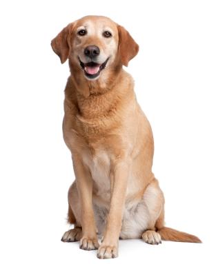 Dog Bite Injuries